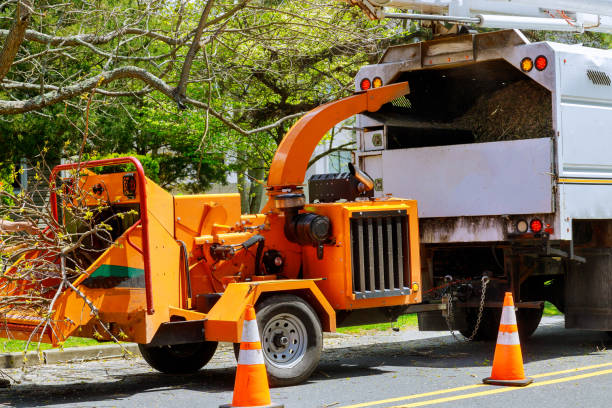 Best Leaf Removal  in Magnolia, OH